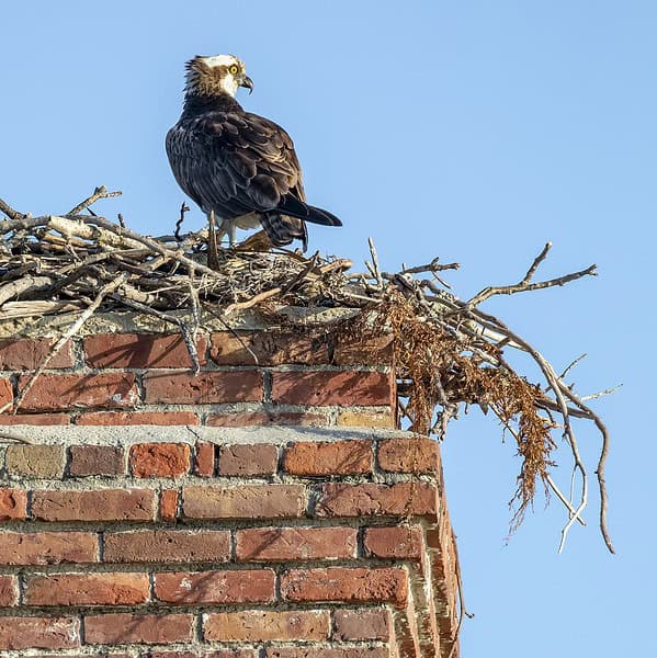 chimney debris, cohasset ma