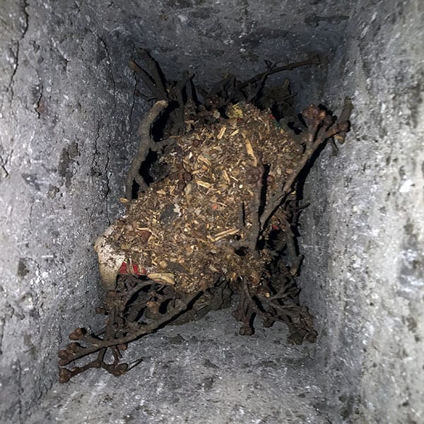 A blocked chimney flue in Duxbury, MA filled with leaves, twigs, and debris, restricting airflow and creating a safety hazard that requires immediate professional inspection and cleaning.